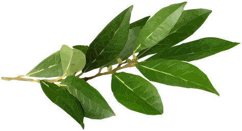 bay leaves